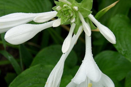 玉簪花叶子发黄如何办