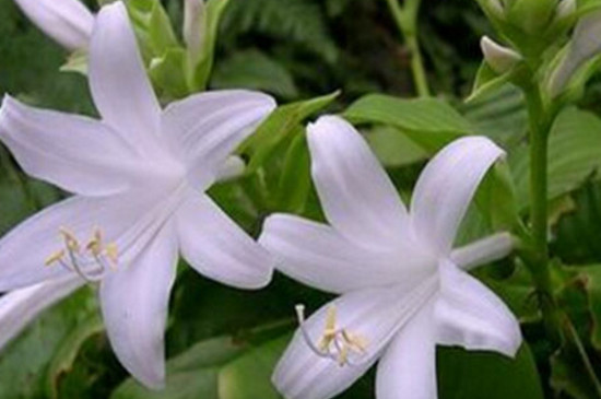 玉簪花叶子发黄如何办