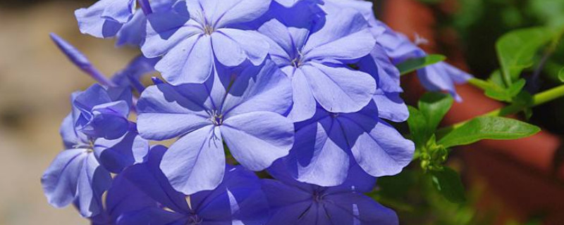 蓝雪花冬季枯萎