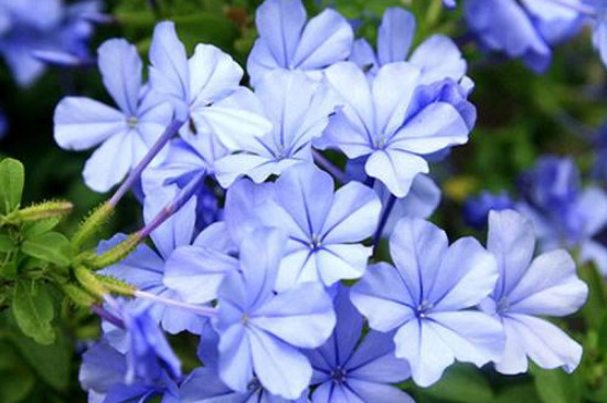 蓝雪花冬季枯萎