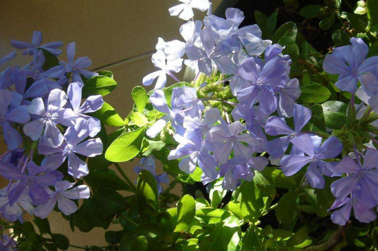 蓝雪花冬季枯萎