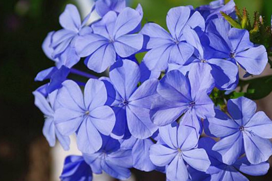 蓝雪花冬季枯萎