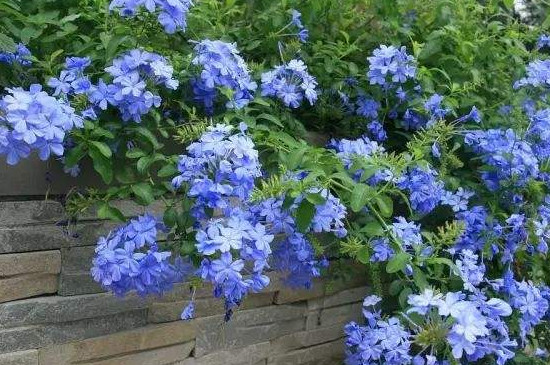 蓝雪花扦插办法和时间