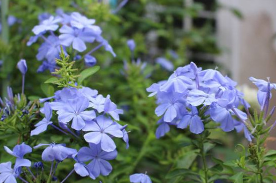 蓝雪花扦插办法和时间