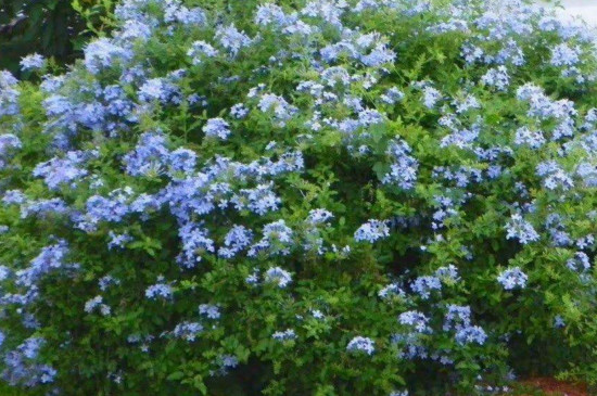 蓝雪花扦插办法和时间