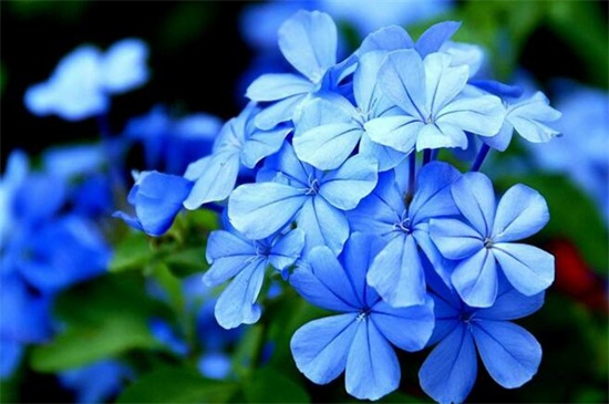 蓝雪花的花语和传说,寓意冷淡和忧郁