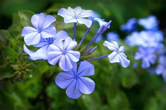蓝雪花的花语和传说,寓意冷淡和忧郁