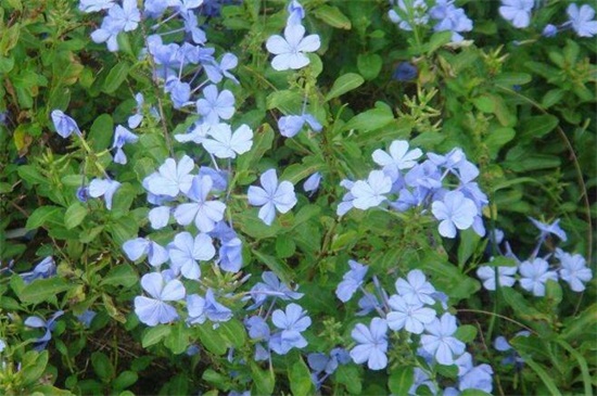 蓝雪花的花语和传说,寓意冷淡和忧郁