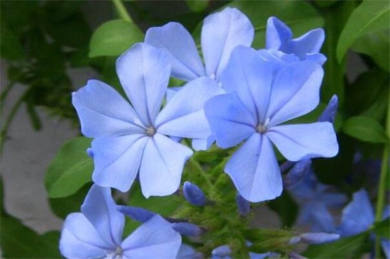 蓝雪花的花语和传说,寓意冷淡和忧郁