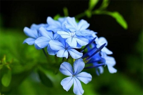 蓝雪花的花语和传说,寓意冷淡和忧郁