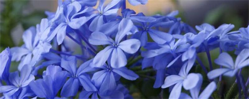 蓝雪花冬季如何养