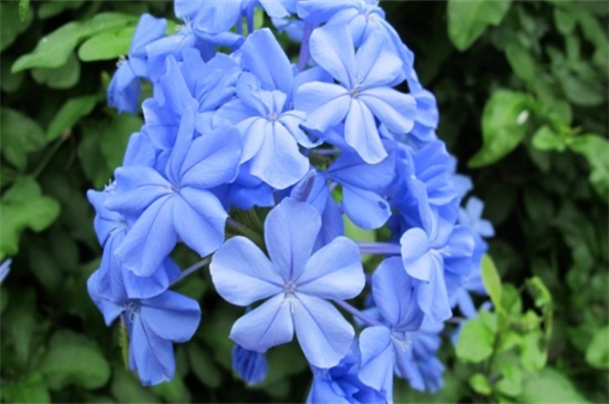 蓝雪花冬季如何养