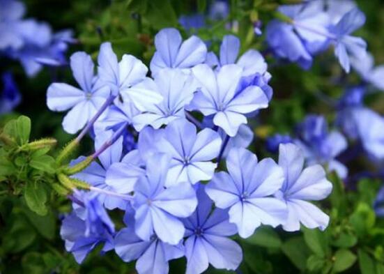 蓝雪花只长叶子不开花，四个小窍门让它花开满盆