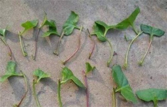 蓝雪花的水扦插办法,三步包会蓝雪花水扦插繁殖