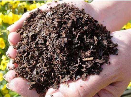 蓝雪花的水扦插办法,三步包会蓝雪花水扦插繁殖