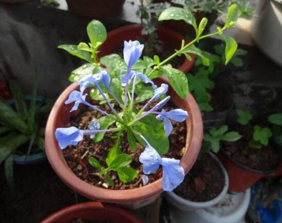 蓝雪花的水扦插办法,三步包会蓝雪花水扦插繁殖