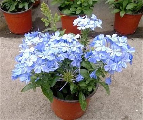 蓝雪花的水扦插办法,三步包会蓝雪花水扦插繁殖