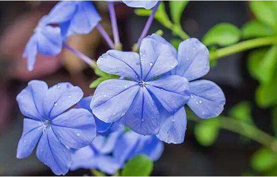 蓝雪花的水扦插办法,三步包会蓝雪花水扦插繁殖