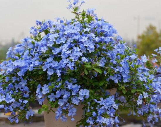 蓝雪花的水扦插办法,三步包会蓝雪花水扦插繁殖