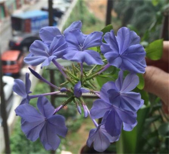 蓝雪花的水扦插办法,三步包会蓝雪花水扦插繁殖