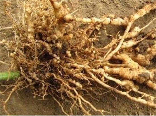 蓝雪花的水扦插办法,三步包会蓝雪花水扦插繁殖