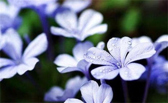 蓝雪花夏季如何养护，留意遮荫早晚浇水还要经常施肥