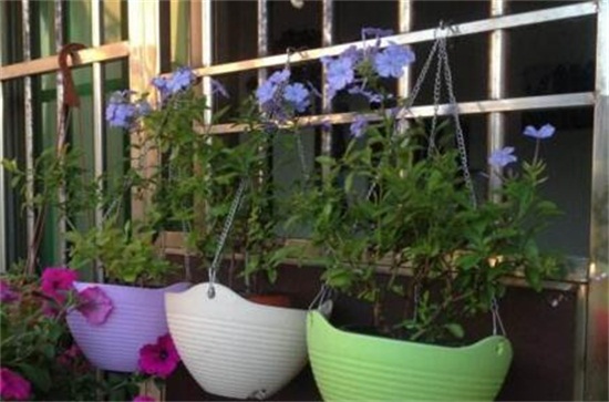 蓝雪花夏季如何养护，留意遮荫早晚浇水还要经常施肥