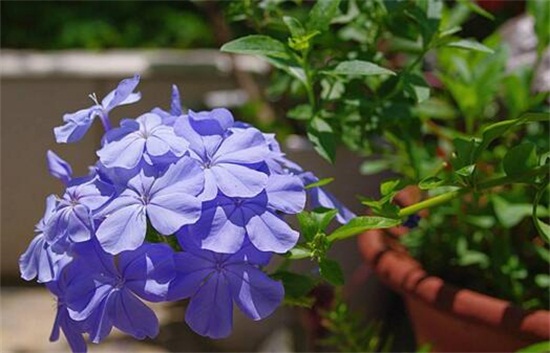 蓝雪花夏季如何养护，留意遮荫早晚浇水还要经常施肥