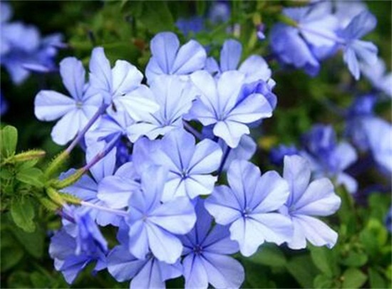 蓝雪花夏季如何养护，留意遮荫早晚浇水还要经常施肥