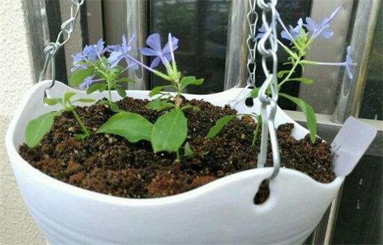 蓝雪花夏季如何养护，留意遮荫早晚浇水还要经常施肥