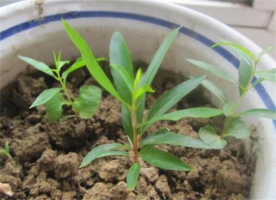 蓝雪花夏季如何养护，留意遮荫早晚浇水还要经常施肥