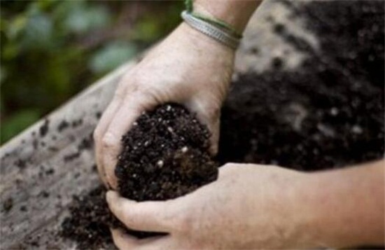 蓝雪花的养殖办法,留意五个要点让蓝雪花爆盆
