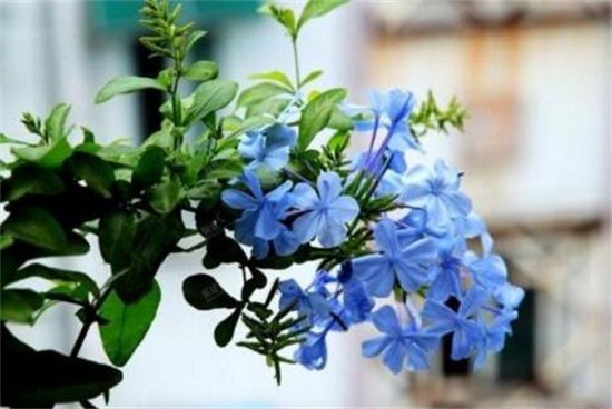 蓝雪花的养殖办法,留意五个要点让蓝雪花爆盆