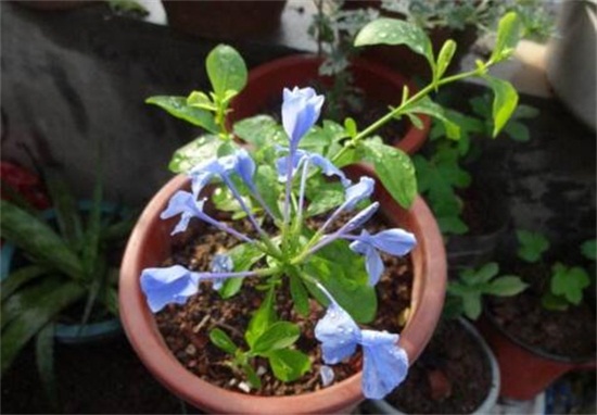 蓝雪花的养殖办法,留意五个要点让蓝雪花爆盆