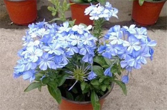 蓝雪花的养殖办法,留意五个要点让蓝雪花爆盆
