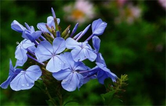 蓝雪花的养殖办法,留意五个要点让蓝雪花爆盆