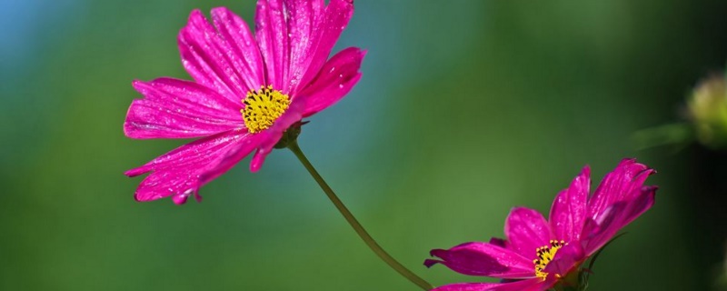 格桑花如何播种