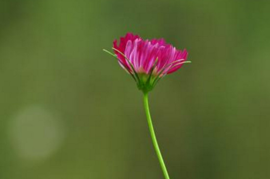 格桑花如何播种