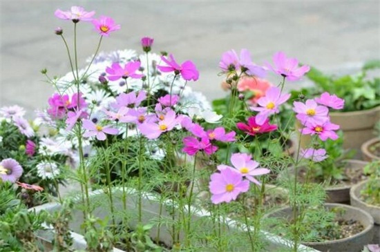 格桑花的种植办法，种子消毒浸泡配土盆栽
