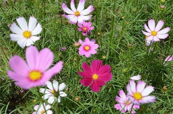 格桑花的种植办法，种子消毒浸泡配土盆栽