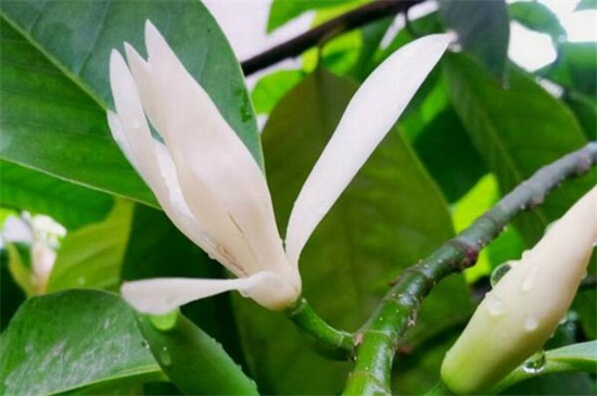 黄桷兰和白兰花的区别,四种办法区分两者