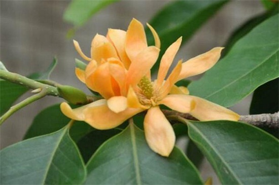 黄桷兰和白兰花的区别,四种办法区分两者