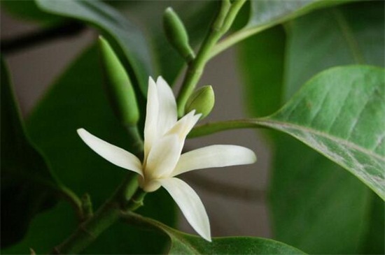 黄桷兰和白兰花的区别,四种办法区分两者