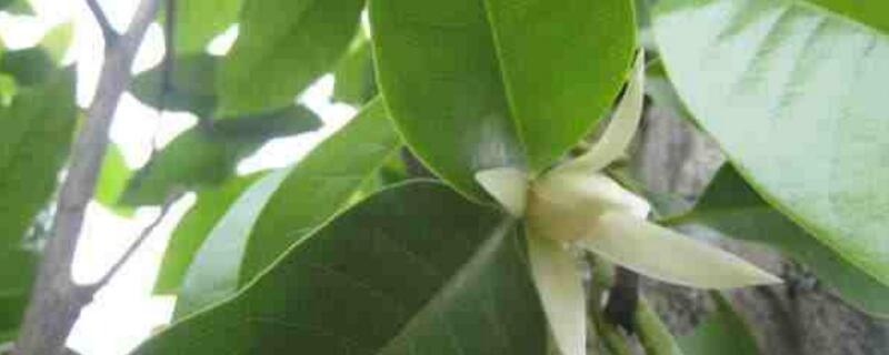 黄桷兰的养殖办法