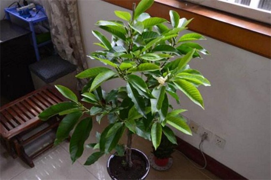 黄桷兰的养殖办法