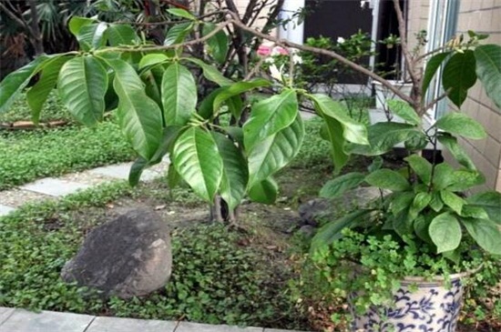 黄桷兰的养殖办法