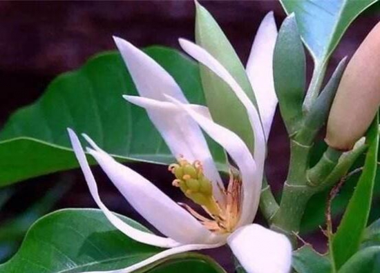 白兰花和黄桷兰的区别，三种办法教你一眼识别