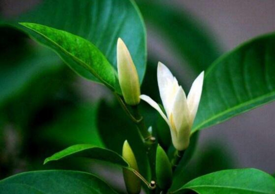 白兰花和黄桷兰的区别，三种办法教你一眼识别