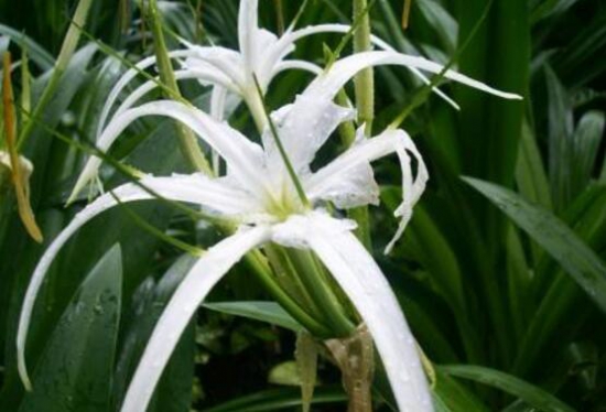 白兰花和黄桷兰的区别，三种办法教你一眼识别