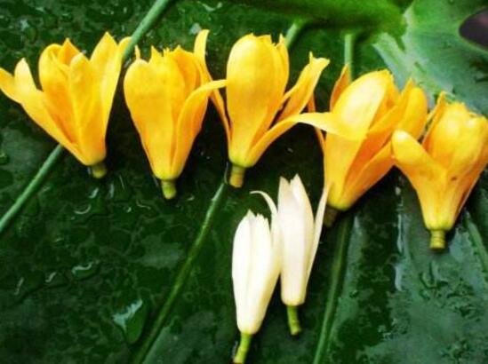 白兰花和黄桷兰的区别，三种办法教你一眼识别